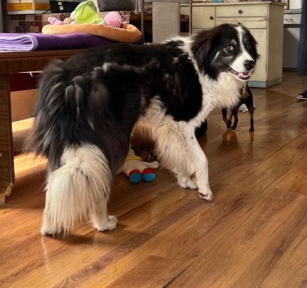 Indio - auf dem Weg, Vertrauen zu schenken🥰