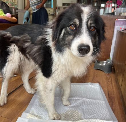 Indio - auf dem Weg, Vertrauen zu schenken🥰