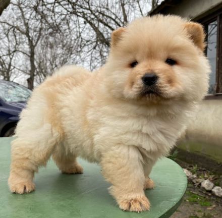 Familie mit Haus und Garten SUCHT Chow Chow Weibchen in Creme oder Hellbraun