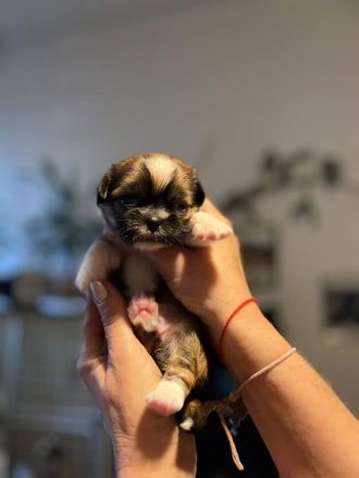 46446 Emmerich am Rhein