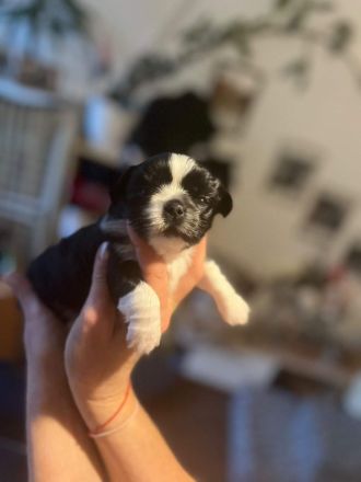 46446 Emmerich am Rhein