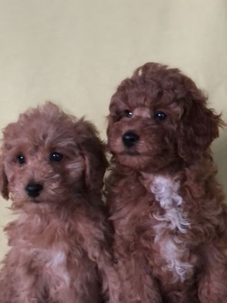 Welpen Zwergpudel , Toypudel , zwei Weibchen noch , in red