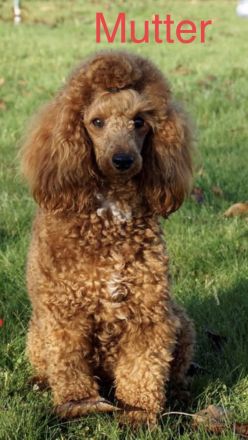 Welpen Zwergpudel , Toypudel , zwei Weibchen noch , in red