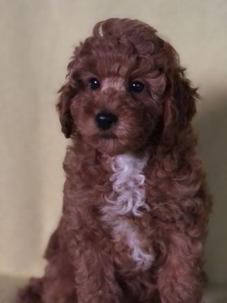 Welpen Zwergpudel , Toypudel , zwei Weibchen noch , in red