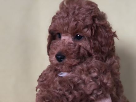 Welpen Zwergpudel , Toypudel , zwei Weibchen noch , in red