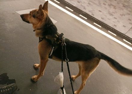 Suche dringend neues Zuhause