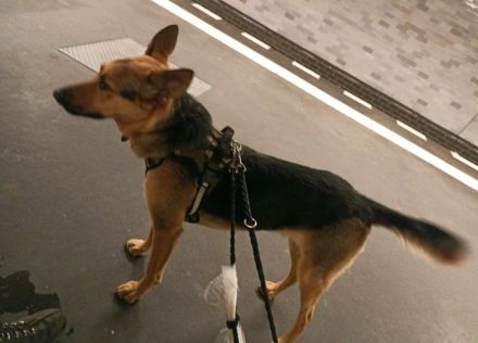 Suche dringend neues Zuhause