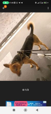 Suche dringend neues Zuhause