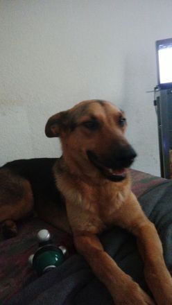 Suche dringend neues Zuhause