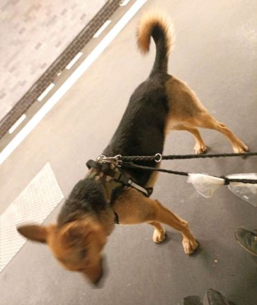 Suche dringend neues Zuhause