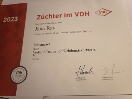 Kleinhund Bezaubernde Havaneserwelpen VDH