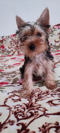 Yorkshire Terrier Welpen
