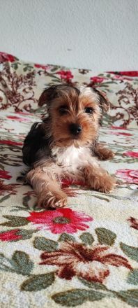 Yorkshire Terrier Welpen