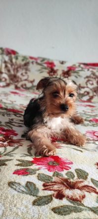 Yorkshire Terrier Welpen