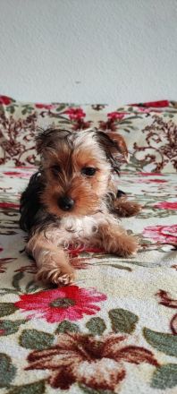 Yorkshire Terrier Welpen
