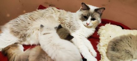 Reinrassige Ragdollkaterchen mit Ahnenpass suchen liebevolles Zuhause auf Lebenszeit