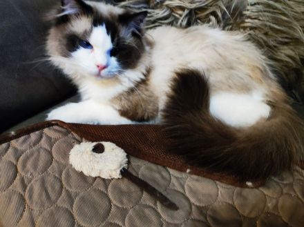 Reinrassige Ragdollkaterchen mit Ahnenpass suchen liebevolles Zuhause auf Lebenszeit