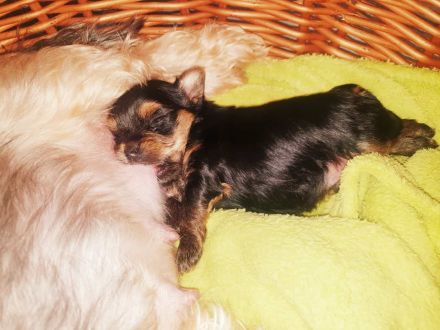 Yorkshire terrier welpe reinrassig