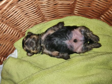 Yorkshire terrier welpe reinrassig