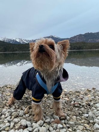 Yorkshire terrier welpe reinrassig