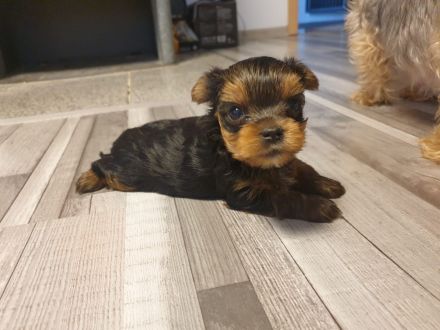 Yorkshire terrier welpe reinrassig