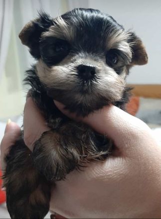 Yorkshire terrier welpe reinrassig
