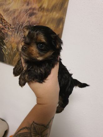 Yorkshire terrier welpe reinrassig