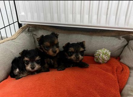 Yorkshire terrier welpe reinrassig