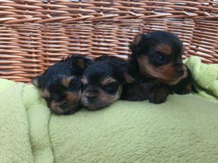 Yorkshire terrier welpe reinrassig