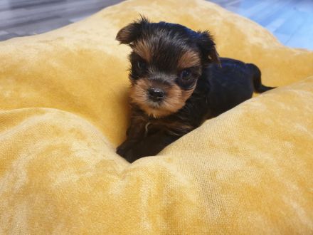 Yorkshire terrier welpe reinrassig