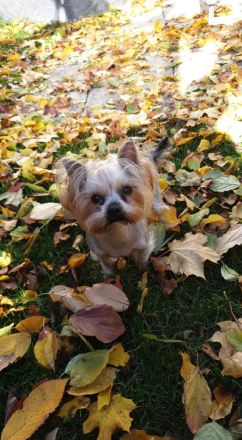 Yorkshire terrier welpe reinrassig