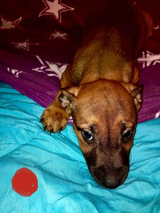 Malinois / Boxer-Labrador Mix Welpen