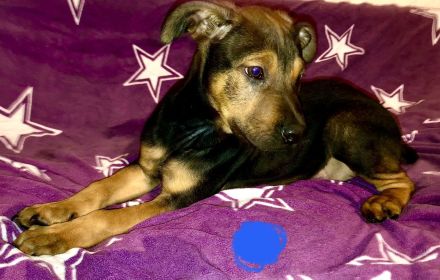 Malinois / Boxer-Labrador Mix Welpen