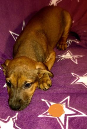 Malinois / Boxer-Labrador Mix Welpen