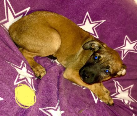 Malinois / Boxer-Labrador Mix Welpen