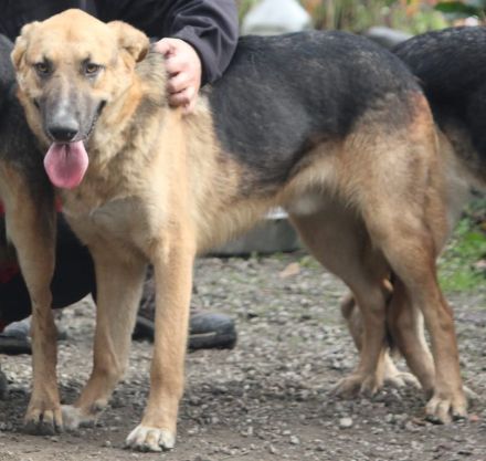 Sonnenschein Ace sucht Dich