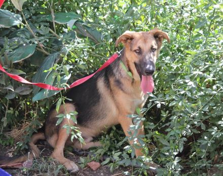 Sonnenschein Ace sucht Dich