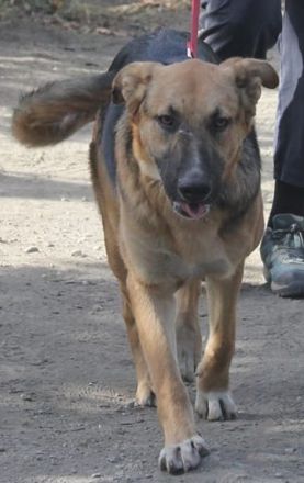 Sonnenschein Ace sucht Dich