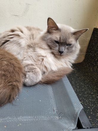 from the dark Unicorn