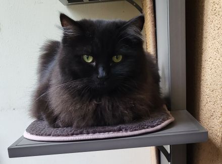 from the dark Unicorn