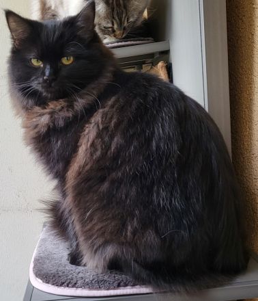 Ragdoll Kitten mit Stammbaum