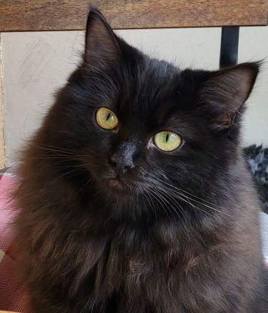 Ragdoll Kitten mit Stammbaum