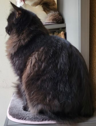 Ragdoll Kitten mit Stammbaum