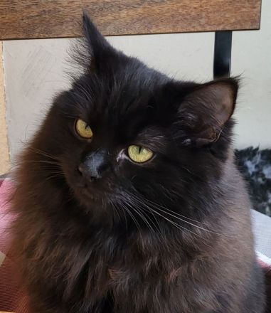 Ragdoll Kitten mit Stammbaum