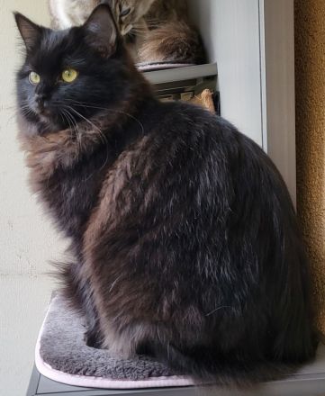 Ragdoll Kitten mit Stammbaum