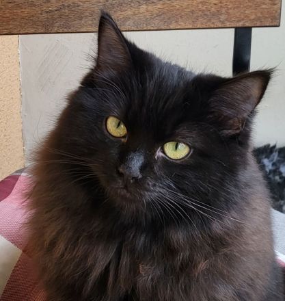 Ragdoll Kitten mit Stammbaum