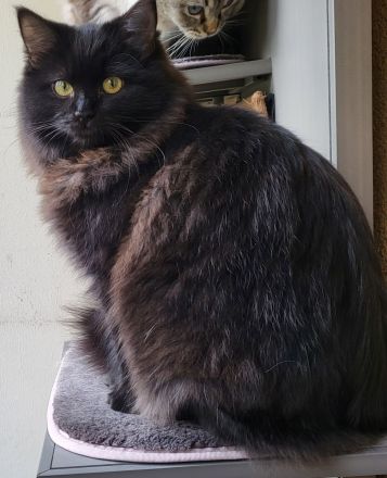 Ragdoll Kitten mit Stammbaum