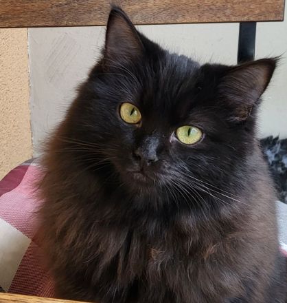 Ragdoll Kitten mit Stammbaum