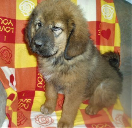 Süsse Do-Khyi Welpen mit Papieren