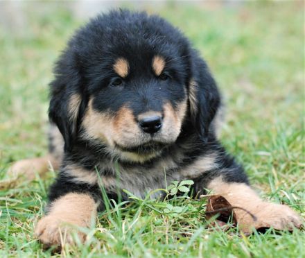 Süsse Do-Khyi Welpen mit Papieren